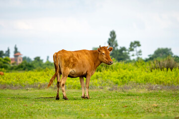 Cow grazing fresh green grass on pasture