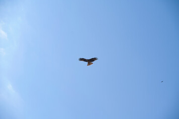 birds flying in the sky