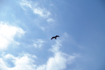 birds flying in the sky