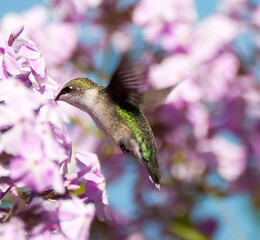 Ruby throated hummingbird in motion.