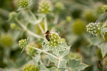 Flower of a plant with spikes, bee on the flower