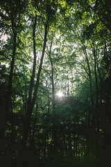 Fototapeta na wymiar Sun rays in the moody green forest