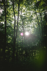Sun rays in the moody green forest