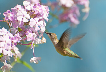 Ruby throated hummingbird in motion.