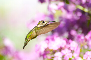 Ruby throated hummingbird in motion.