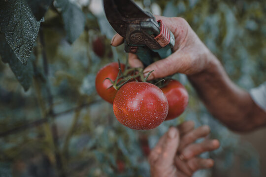 harvest tomatoes - Powered by Adobe