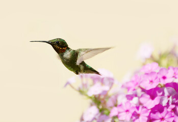 Male ruby throated hummingbird in motion, clean background.