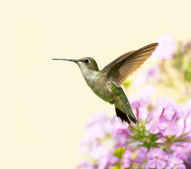 Ruby throated hummingbird in motion.