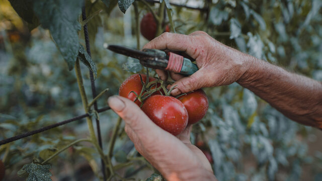 harvest tomatoes