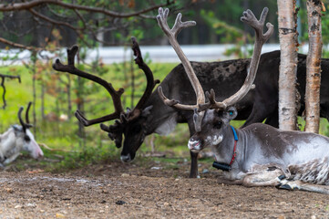 Reindeers pasturing in the wild have been accustomed to people and human settlements.