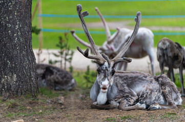 Reindeers pasturing in the wild have been accustomed to people and human settlements. Pack leader...