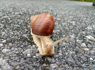 snail on the road