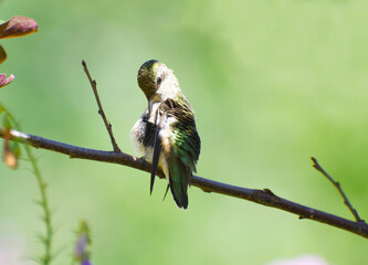 Ruby throated hummingbird female preening her feathers.