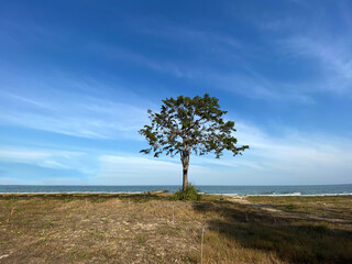 Fototapeta na wymiar Big green tree in a field with sea background.