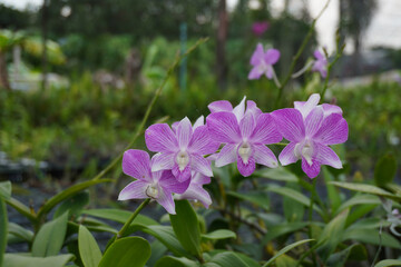 Obraz premium Front view Beautiful violet and pink orchid flowers bouquet in the orchid garden background,nature, copy space