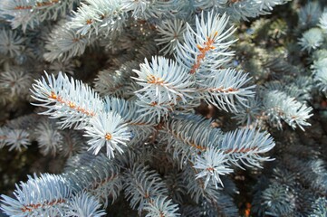 branches of a blue pine tree