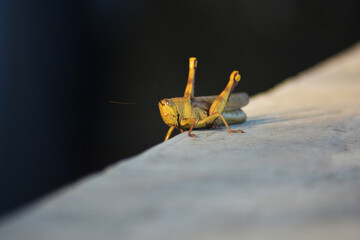grasshopper on the ground