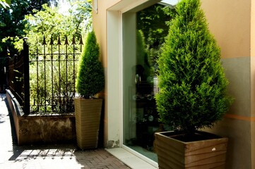bonsai cypress in the vase at the entrance to the house