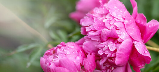 Beautiful pink peonies in the garden. Garden peonies flowers with water drops. Banner