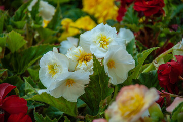 Colorful flowers with blurred background