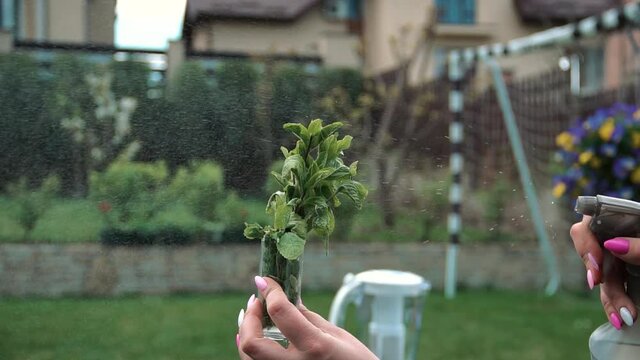 washing arugula leaves for salad