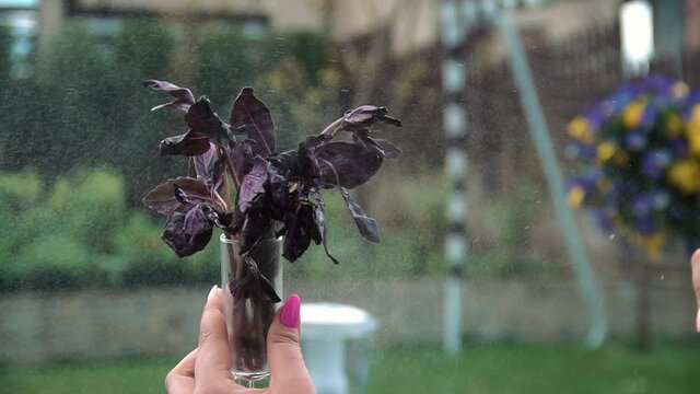 washing arugula leaves for salad