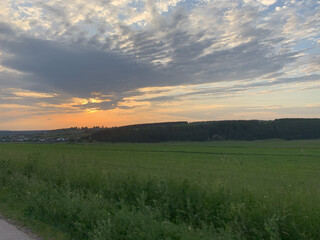 Meadow with green grass