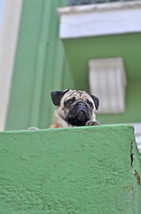 french bulldog in front