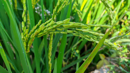 Fototapeta na wymiar green paddy taken in rice fields
