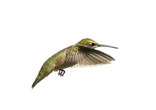 Ruby Throated Hummingbird In Motion, Isolated On White.