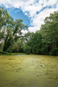 Swamps of Annezin