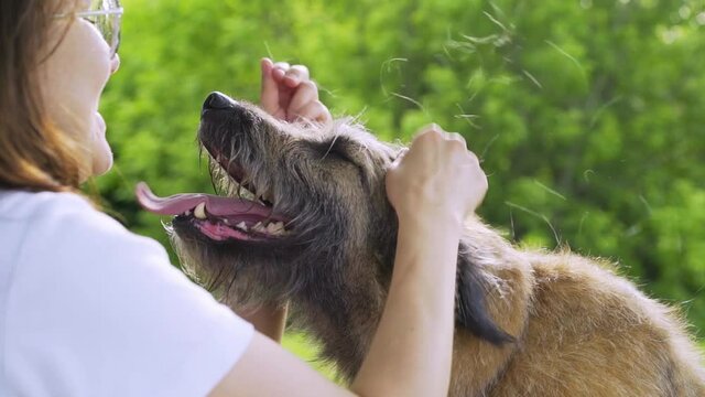 happy brunette girl in glasses and t-shirt tears up grey fur of large old shedding dog spending time in green sunny park on nice day close view