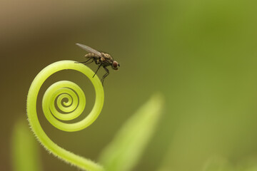 A small drosophida fly sits on a spiral of a cucumber in the Moscow region in summer