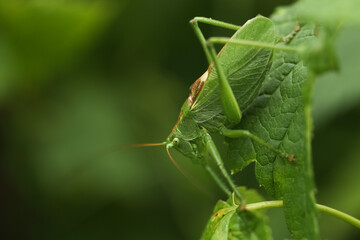 Fototapeta premium A large green grasshopper sits on a currant branch in the summer in the Moscow region