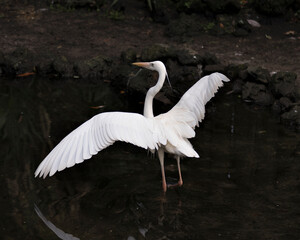 White Heron bird stock photo.  White Heron close-up profile view in the water with spread wings displaying its body, head, eye, beak, long neck, with a black contrast background in its environment.