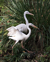 White Heron bird stock photo. White Heron birds close-up profile view displaying white feather plumage, head, eye, beak, long neck, with a foliage background in its environment and habitat. Image. 