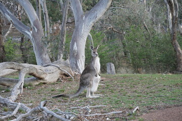 Kangaroos in the wild