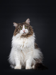 Majestic senior Norwegian Forestcat, sitting facing front. Looking at camera with green eyes. Isolated on black background.