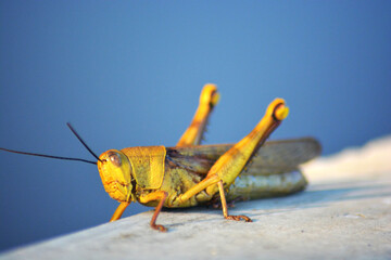 grasshopper on the ground