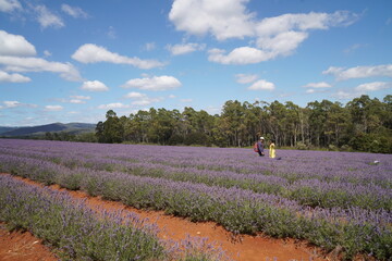 field of lavender