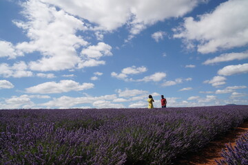 young couple in lavender field