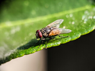 flies on green leaves, with a blurry background