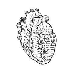 Human heart doodle, a hand drawn vector doodle illustration of a human heart internal organ, isolated on white background.
