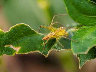 macro photography, small yellow spider