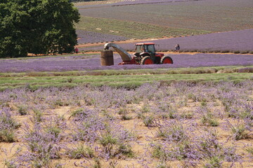 lavender field with tractor
