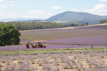 farmer working in the field