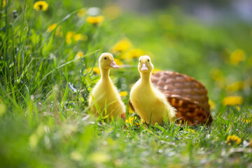 Two yellow ducklings on a background of green grass.