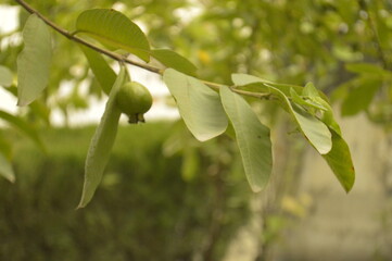 green fruit on tree branch