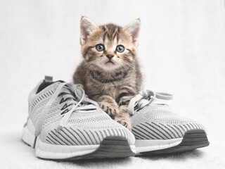 Cute tabby kitten sitting on shoes and watching vigilantly