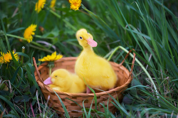 Two yellow ducklings on a background of green grass.